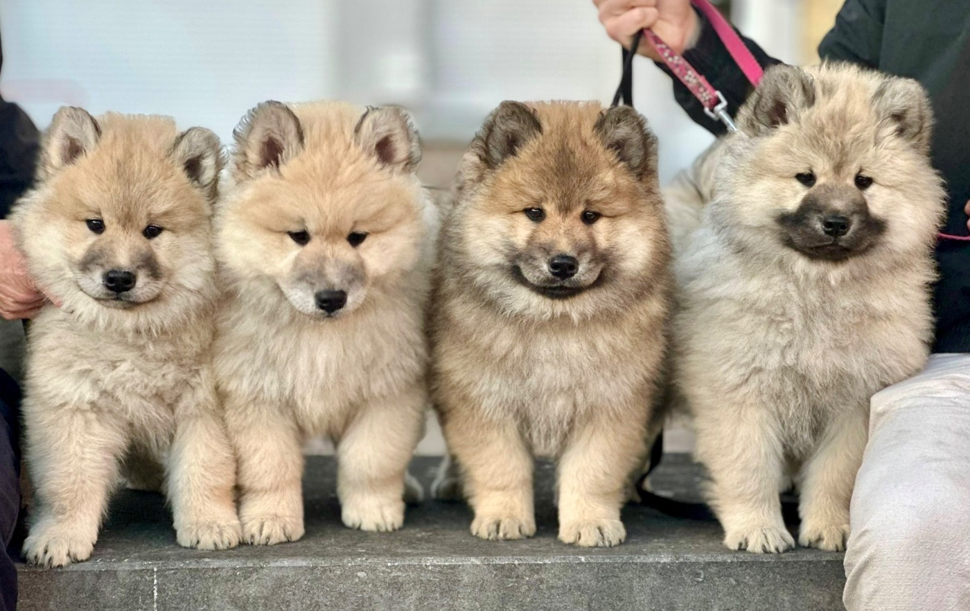 Des Rives De L'yser - Les portées 2026