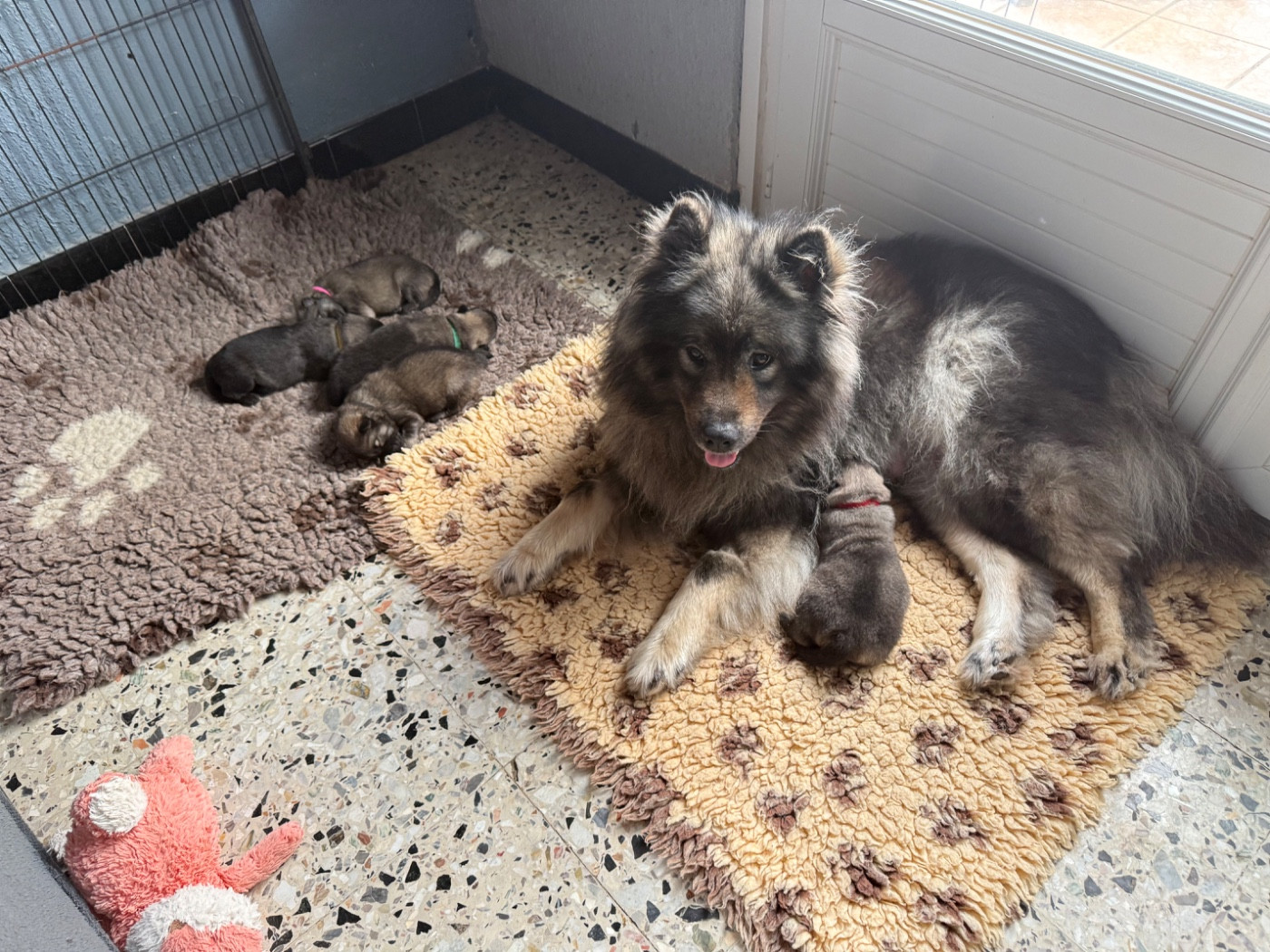 Les chiots de Thalia et Orkhan sont nés