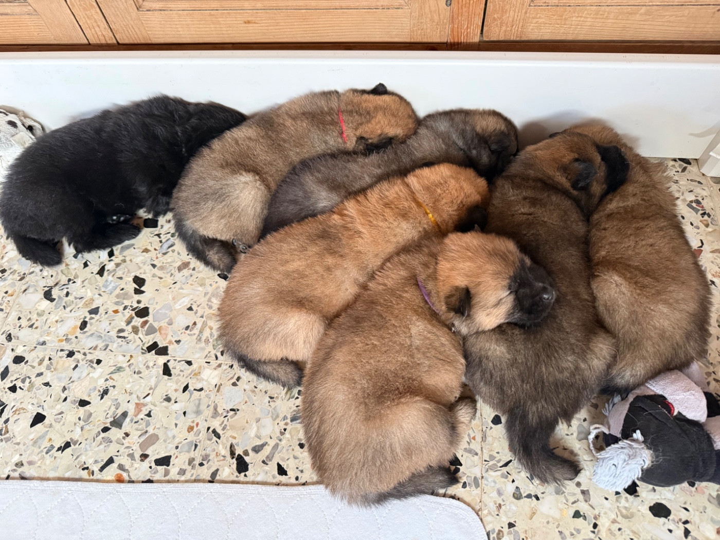 Les chiots de Tina et Ziggy sont nés le 5/06
